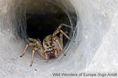 צילום: WWF צילום: WWF