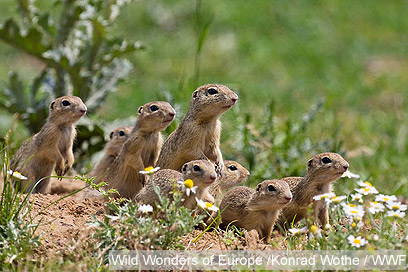 צילום: WWF צילום: WWF