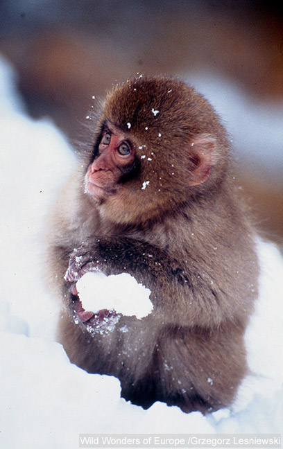 צילום: WWF צילום: WWF