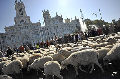 כבש על עירי. שתי דרכים מסורתיות עוברות במדריד (צילום: רויטרס) (צילום: רויטרס)