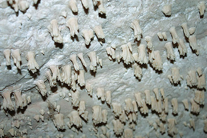 אלמוגי מערות - תוצר של המשקעים באזור (צילום: בועז לנגפורד) (צילום: בועז לנגפורד)