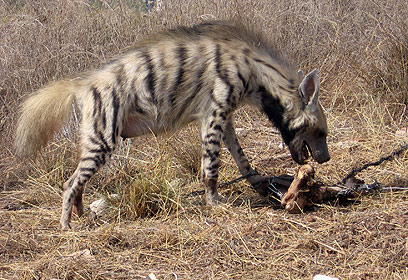 צילום: יוסי בן ארי, רשות הטבע והגנים