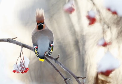 צילום: Markus Varesvuo
