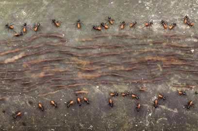 צילום: Edwin Giesbers