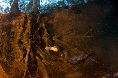 צילום: Dennis Vandermeersch