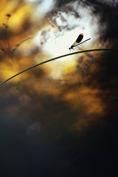 צילום: Constant Couteille