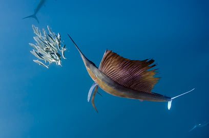 צילום: Magnus Lundgren / aquagraphics.se