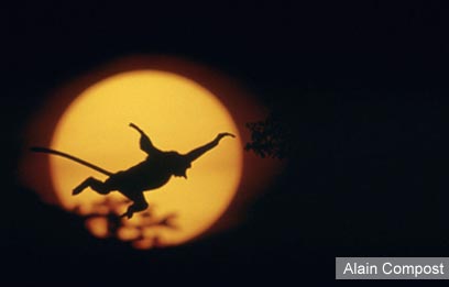 צילום: WWF-Canon צילום: WWF-Canon