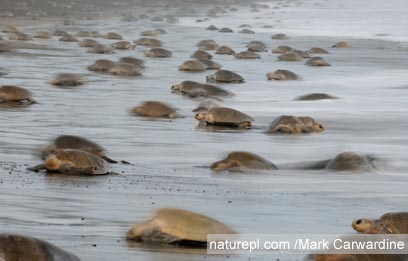 צילום: WWF צילום: WWF