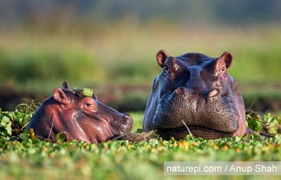 צילום: WWF צילום: WWF