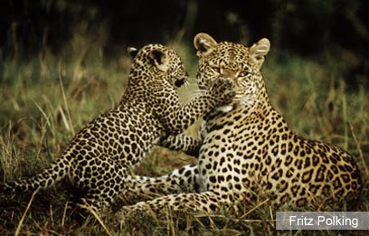 צילום: WWF צילום: WWF