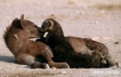 צילום: WWF-Canon צילום: WWF-Canon