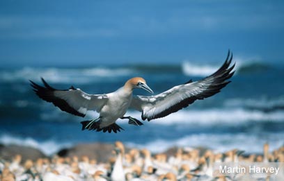 צילום: WWF-Canon צילום: WWF-Canon