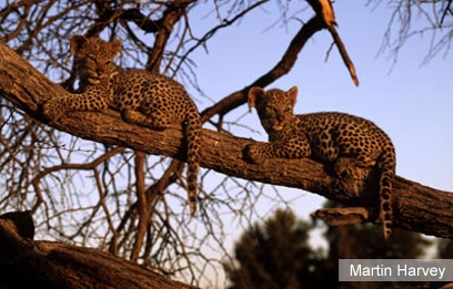 צילום: WWF-Canon צילום: WWF-Canon