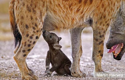 צילום: WWF-Canon צילום: WWF-Canon