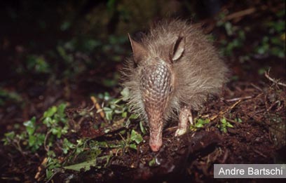 צילום: WWF-Canon צילום: WWF-Canon
