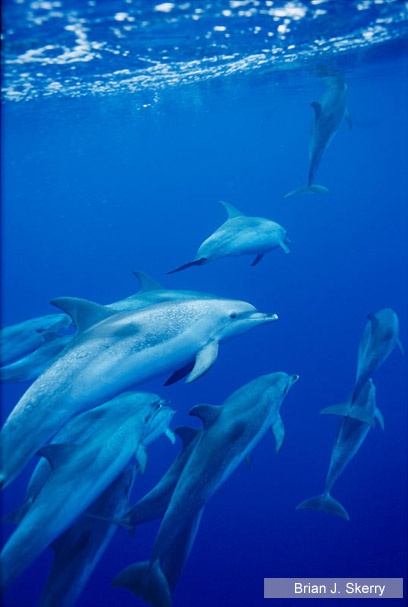 צילום: צילום: WWF / National Geographic Stock צילום: צילום: WWF / National Geographic Stock