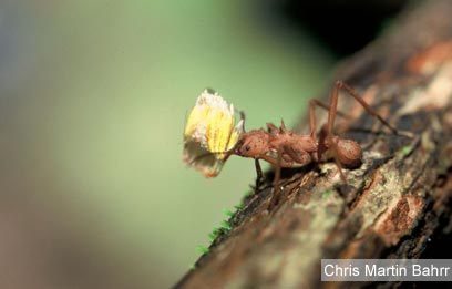 צילום: WWF-Canon צילום: WWF-Canon