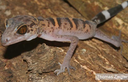 צילום: WWF Greater Mekong צילום: WWF Greater Mekong