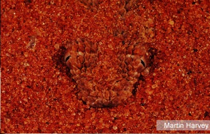 צילום: WWF-Canon צילום: WWF-Canon