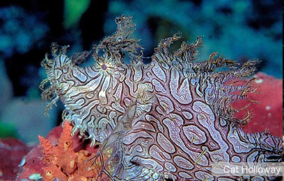 צילום: WWF-Canon צילום: WWF-Canon