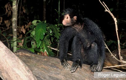 צילום: WWF-Canon צילום: WWF-Canon