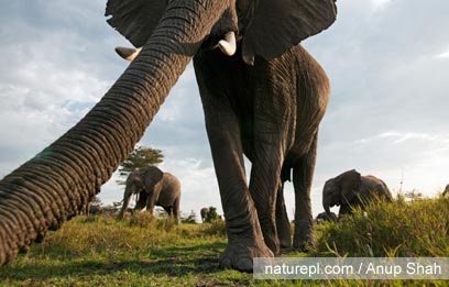 צילום: WWF צילום: WWF