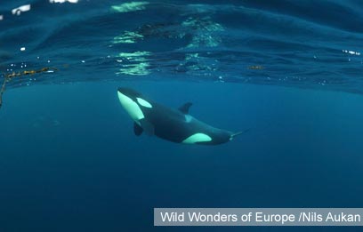 צילום: WWF צילום: WWF