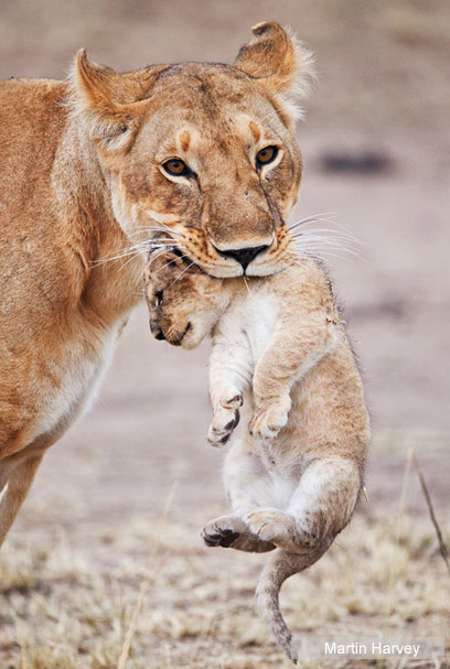 צילום: WWF-Canon צילום: WWF-Canon
