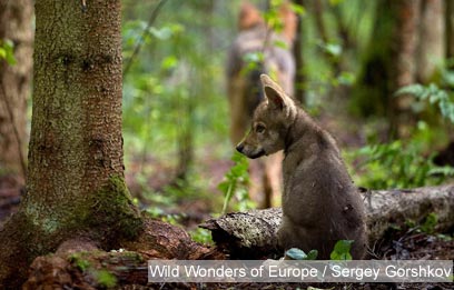 צילום: WWF צילום: WWF