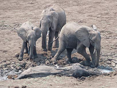  (צילום: Norman Carr Safaris / Abraham Banda) (צילום: Norman Carr Safaris / Abraham Banda)