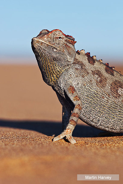 צילום: WWF-Canon