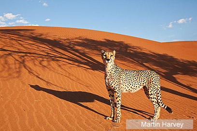 צילום: WWF-Canon
