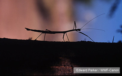 צילום: WWF-Canon