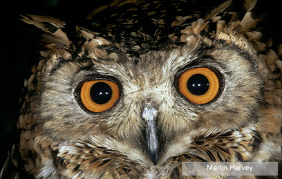 צילום: WWF-Canon