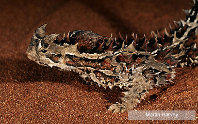 צילום: WWF-Canon