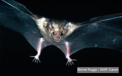 צילום: WWF-Canon