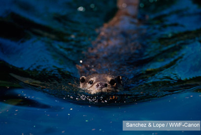 צילום: WWF-Canon