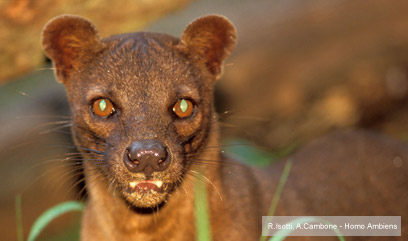 צילום: WWF-Canon
