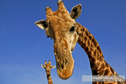 צילום: WWF-Canon