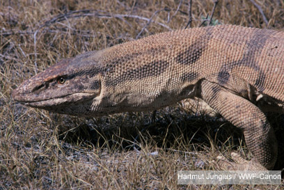 צילום: WWF-Canon