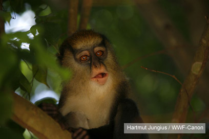 צילום: WWF-Canon