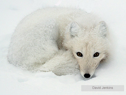 צילום: WWF-Canada