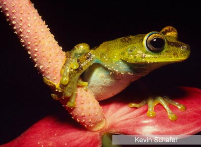 צילום: WWF-Canon צילום: WWF-Canon