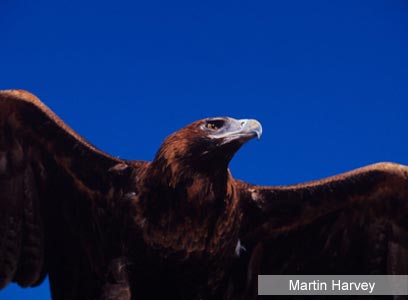 צילום: WWF-Canon צילום: WWF-Canon