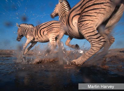 צילום: WWF-Canon צילום: WWF-Canon