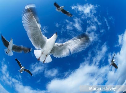 צילום: WWF-Canon צילום: WWF-Canon