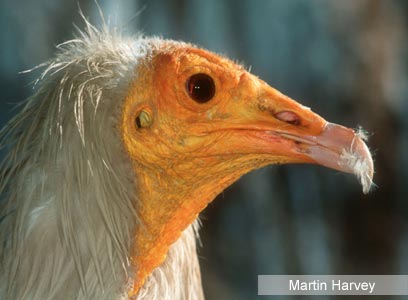 צילום: WWF-Canon צילום: WWF-Canon