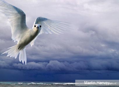 צילום: WWF-Canon צילום: WWF-Canon