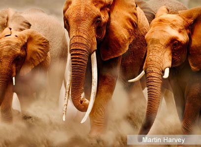 צילום: WWF-Canon צילום: WWF-Canon